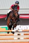 65 Six-Year-Old-Horses