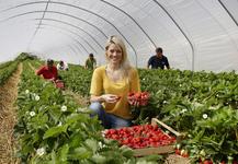 Saisonstart bei badischen Erdbeeren