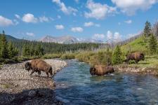 Comeback der Bisons in Westkanada: Mit CANUSA TOURISTIK hinein ins nordamerikanische Tierabenteuer