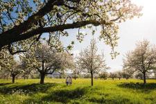 Blüten- und Apfelparadies Thurgau