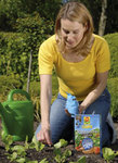 Schneckenfraß verdirbt den Gartenspaß