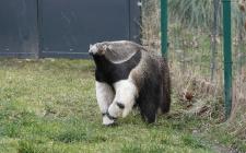 Aus São Paulo in die Rheinmetropole: Große Ameisenbärin "Jamile" neu im Kölner Zoo