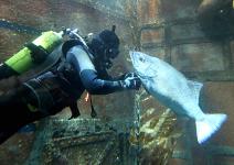 F(r)isch verliebt – wenn Fische flirten!