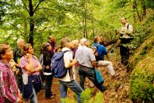 Abwechslungsreiche Touren in das Reich der urigen Buchen