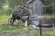 Lappland und Lofoten - Auf den Spuren der Samen