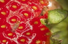Bekämpfung der Kirschessigfliege, Drosophila suzukii: aktueller Stand der Forschung