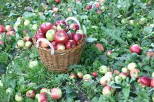 Seminar "Obstsorten bestimmen"
