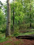 Neue Perspektiven - mit Ranger und Pferd durch den Nationalpark
