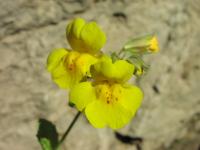 Sonnenblumen, Phloxe und Orchideen