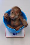 Das kleine Orang-Utan Mädchen heißt jetzt Rieke