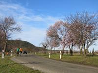Üppige Mandelblüte in der Pfalz - genussradeln-pfalz Pedelec-Ausflüge bereits im Februar