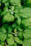 Super-Scent Spearmint - Die Königin der Kräuter