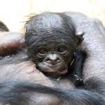 Mamas Liebling - Mats!