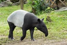 Weißbüscheläffchen, Schabrackentapir und Zwergplumploris: Mit Regiondo die exotischsten Tiere Deutschlands besuchen