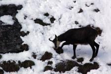 Wildtiere in den bayerischen Bergen sind den Schneemassen ausgeliefert
