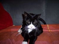 "Neuer Schwung für unsere Seniorkatze"