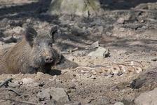 Jagdsaison im Südharz beendet