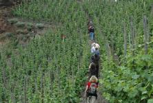 Bundesweites WeinWanderWochenende