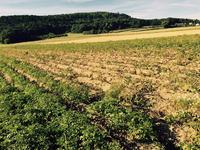 Kartoffelspezialist Burgis: Vorschau auf regionale Kartoffelernte 2015
