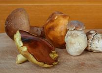 Hitze und Regen lassen Waldpilze früher als sonst sprießen