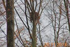 Artenschutzvergehen im Forst des Grafen Westerhold häufen sich: Schwarzstorchhorst freigestellt und Rotmilanhorst gefällt