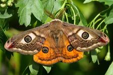 Kleines Nachtpfauenauge ist Schmetterling des Jahres 2012