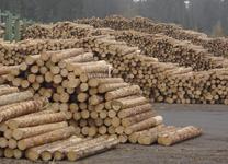 Viel Holz vor der Hütt’n