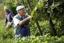 Weinlese und Golfschnuppern beim Weingut im Zwölberich an der Nahe