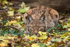 Buntes Herbst-Programm im Tiergarten Schönbrunn