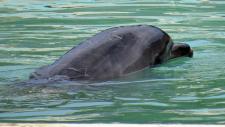 Der einsamste Delfin der Welt ist tot