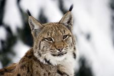 Ein Pinselohr im Winterfell
