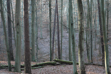 Anmeldung deutsche Buchenwälder im Internet