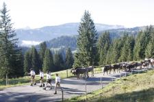 Viehscheid im Allgäu