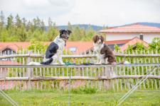 Bello darf mit: Outdoorbegeisterte Hundebesitzer finden im Bayerischen Wald eine Vielzahl "vierbeinfreundlicher" Wanderwege, Unterkünfte und Angebote