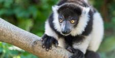 Nachwuchs bei den Gürtelvaris im Zoo Basel