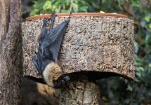 Bat Night: Wochenende der Fledermäuse in Hellabrunn
