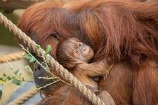 Tierpark Hagenbeck Gemeinnützige