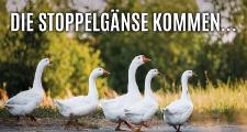 Stoppelgans aus familiengeführter, artgerechter Zucht