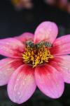 "Rosi" rockt den Sommer