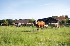 Naturjoghurt - was macht den Unterschied?