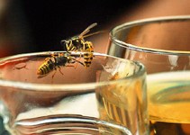 Natürliche Kampfansage gegen Insekten