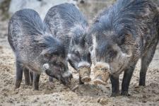 Neue Visayas-Pustelschweine in Hellabrunn