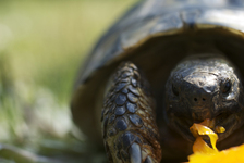 "Schlangen & Schildkröten hautnah"
