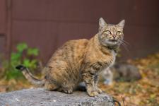 Weltkatzentag am 8. August 2017