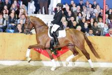 Stallion show 2020