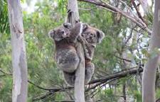 Vielversprechende Prognosen zum Wild Koala Day am 3. Mai