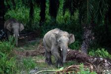 Engagement für nachhaltige Palmölproduktion in der malaysischen Provinz Sabah - mit dem Ziel, die Entwaldung zu stoppen