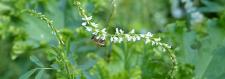 Runder Tisch Insektenschutz