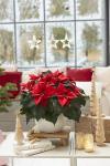 Beste Rote für ein gelungenes Weihnachtsfest: Perfekte Poinsettien-Sorten für Produzenten und Verbraucher