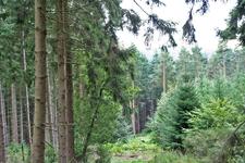 Die kleine Holzkunde: Baumarten und ihre Verwendung